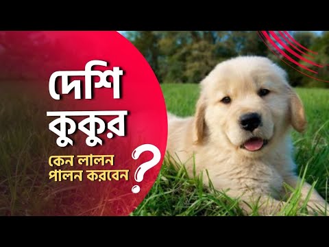 ভিডিও: কিভাবে একটি কুকুর চয়ন