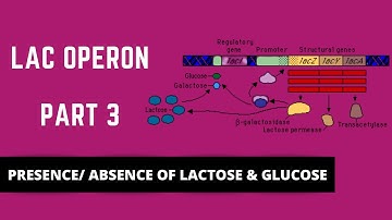 LAC OPERON Part 3: PRESENCE/ABSENCE OF LACTOSE AND GLUCOSE