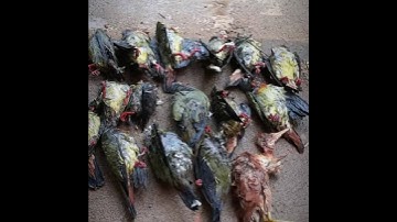 Tahan burung punai