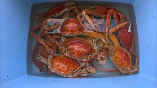 Nice feed of Bunbury blue swimmer crabs 2024