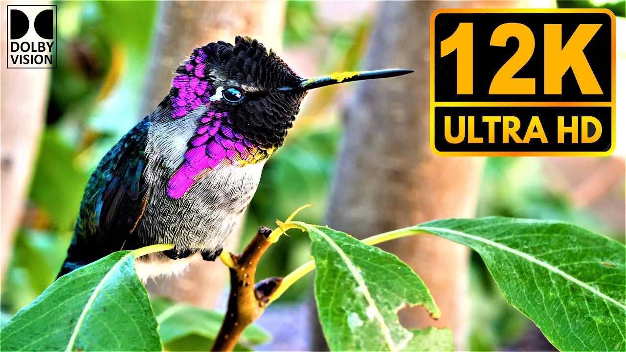 Real Clarity 12K HDR 60fps Dolby Vision