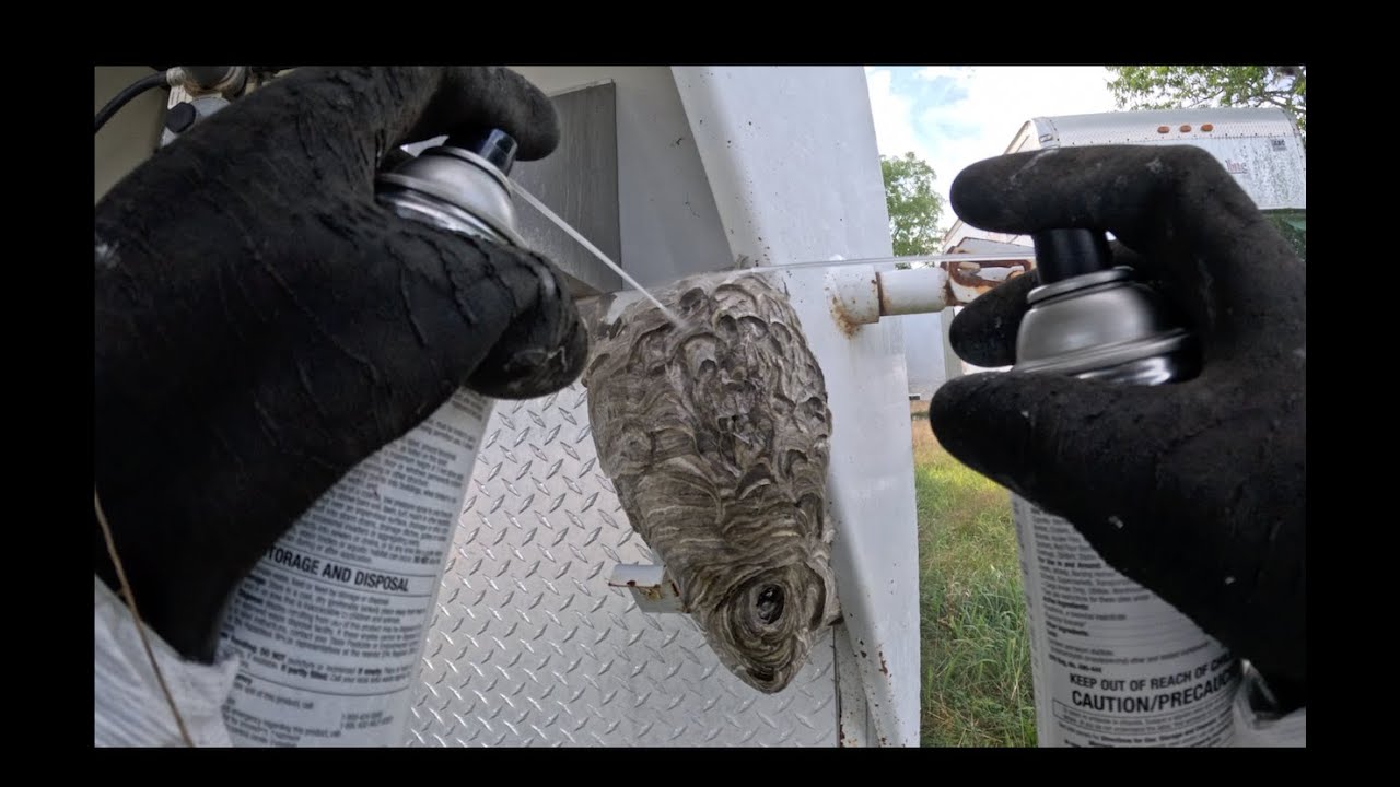 Bald Faced Hornet Removal