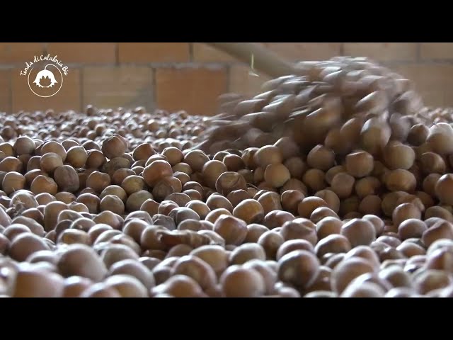 La tutela del territorio e la produzione di nocciole: la raccolta manuale.