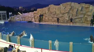 Batumi dolphins 2022 - 1