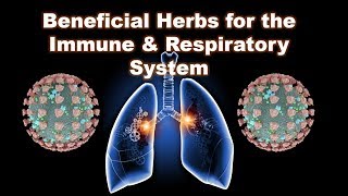 Herbs for Respiratory and Immune System - Asthma, COPD, Emphysema, Bronchitis