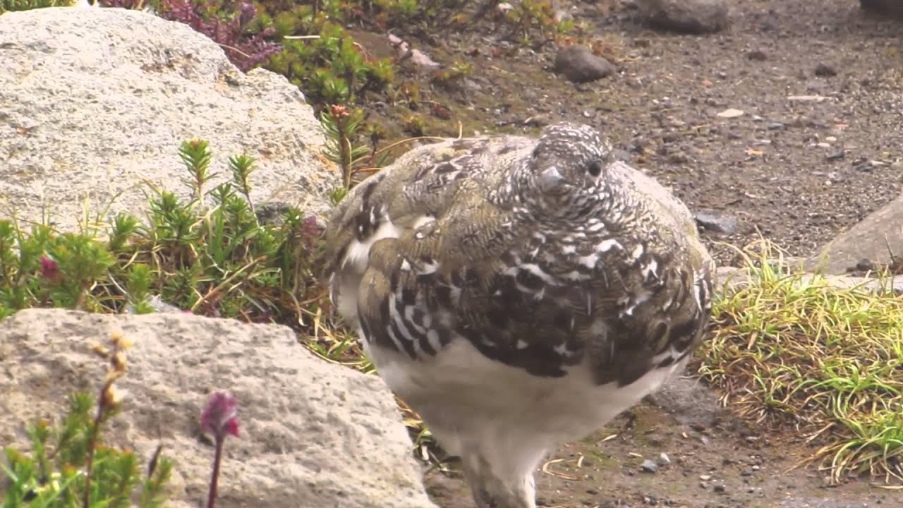 White-tailed Ptarmigan 