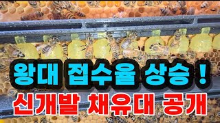 왕대 접수율을 높이는 새롭게 개발된 채유대 (양봉, 한봉) 