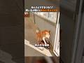 あんたどうするつもり？飼い主が聞くと柴犬が見せた対応