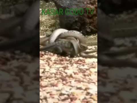 MERABON GANIN BADI Religion Qatar2022 Atiku Cat Qatarworldcup Funny Qatar22 2022 Animal