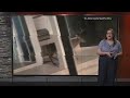 Deer goes on a house tour in Florida