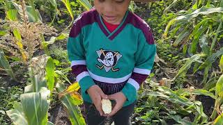 #LEARN&amp;#GROW/SO MUCH FUN AT THE FARM WITH MATTHEW CORN#PICKINGIS REAL😁❤️🌽🌽🌽 .