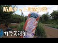 20200610 名瀬方面圃場 トマト 防鳥ネット設置作業