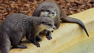 Happy World Otter Day From Longleat