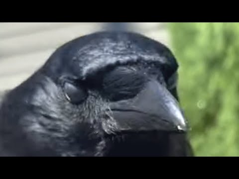 Wild crow tames