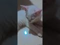 My male cat leo