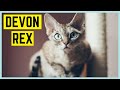 DEVON REX KATZE - Charakter, Haltung & Besonderheiten の動画、YouTube動画。