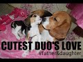 Cute beagle puppy loving her father beagle dog  leo the beagle