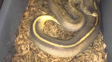 Ball python breeding update