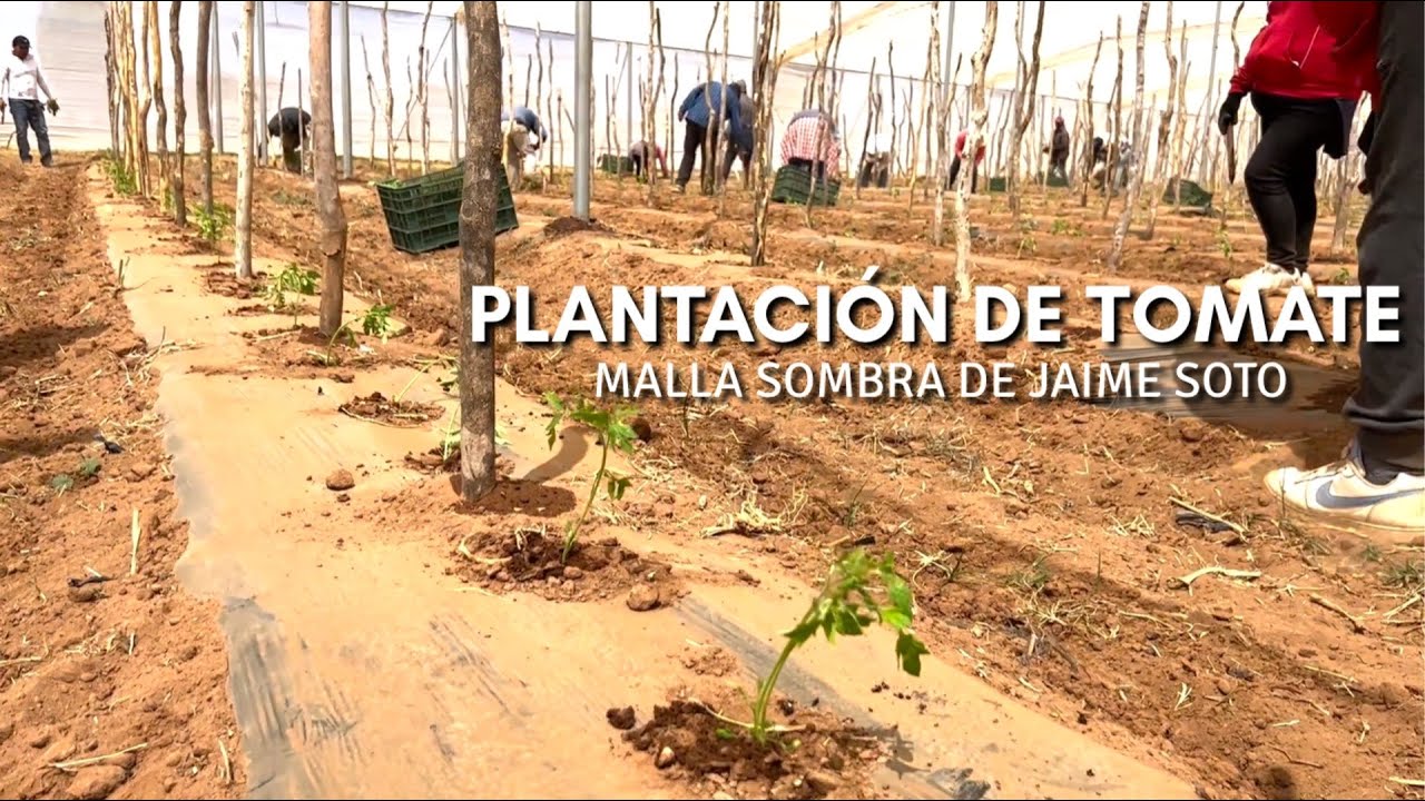 PLANTACIÓN DE JITOMATE EN MALLA SOMBRA