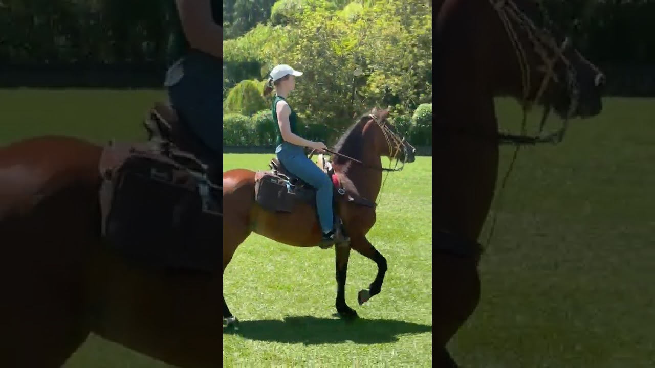 #horse  #horseriding #pasofino