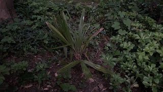 Is the Needle Palm Really Hardy to -20 Fahrenheit? Let’s Discuss