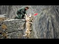Man Saves a Wolf from a Cliff… What Happens Next Will Shock You 🐺😱 