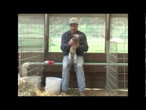How To Castrate And Dock Lambs And Goat Kids 