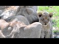 NEW LION CUBS of the Nharu Pride | On the Beat in the Manyeleti #122