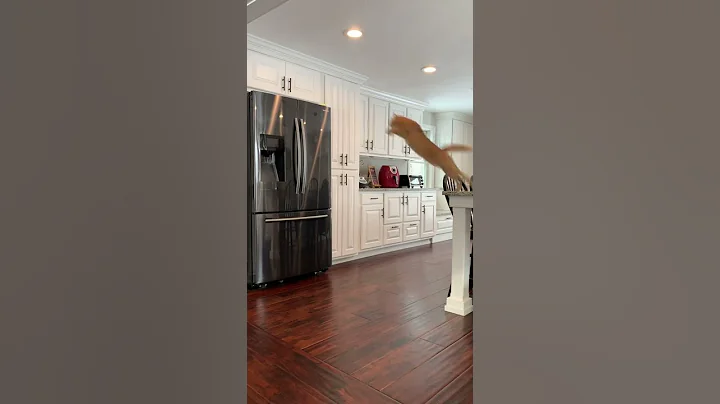 Frank the Cat Lands Massive Jump from Counter to Fridge || ViralHog