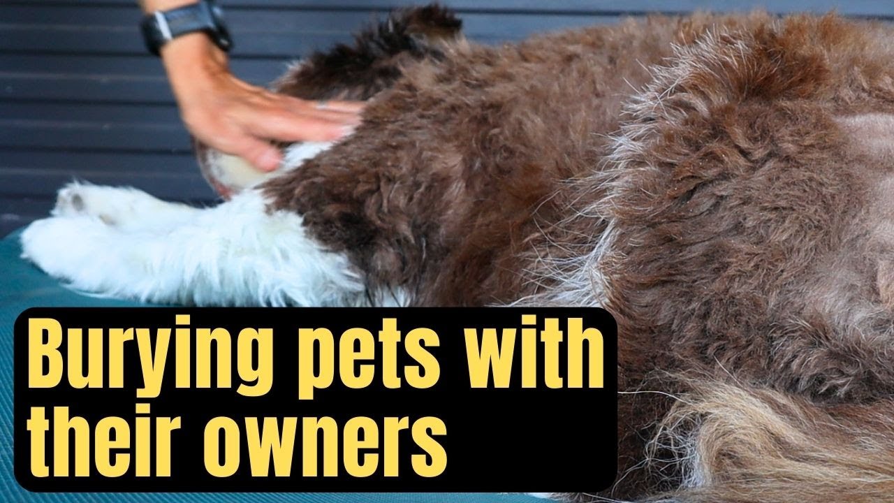 Do pets faster than people YouTube