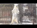 しろくまピースのスーパー元気プール遊び♩とべ動物園にて