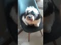 VIDEO DO CACHORRO IGGY OSEAS 3