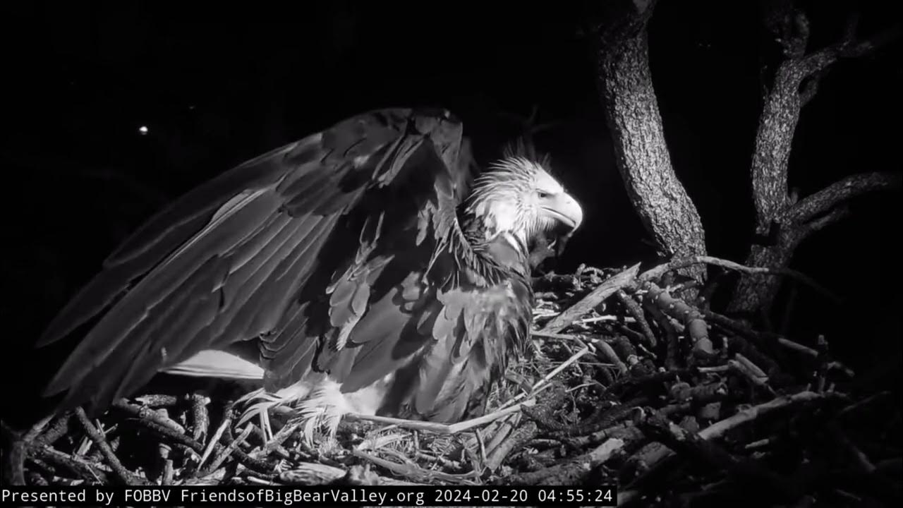 [Big Bear Lake Eagle Cam] Fiona Jumping on Jackie and Jackie Trying to