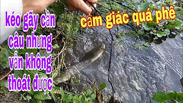 Xuống Tận Phú An Cắm Câu , Cá Lóc Khủng Kéo Gãy Cần Nhưng Vẫn Không Thoát Được # SĂN BẮT ĐỒNG THÁP #