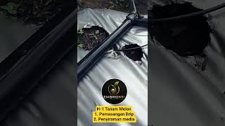 H-1 Tanam Melon #urbanfarming #urbanfarmingindonesia #petani #pertanian #petanimilenial