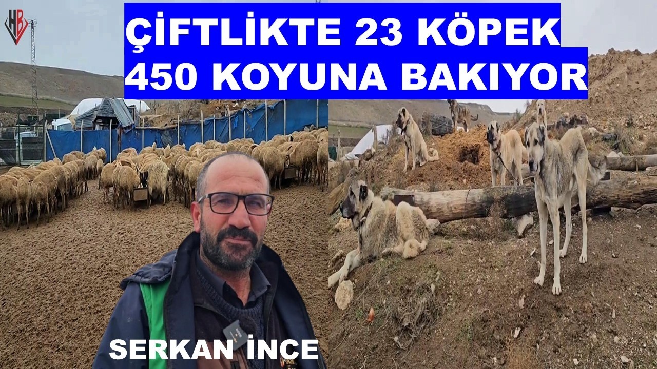 SERKAN İNCE ÇİFTLİKTE 23 KÖPEK VE 450 KOYUNA BAKIYOR