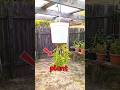 ​Grow More Tomatoes: The Science of Upside-Down Gardening#satisfying #viral #shorts