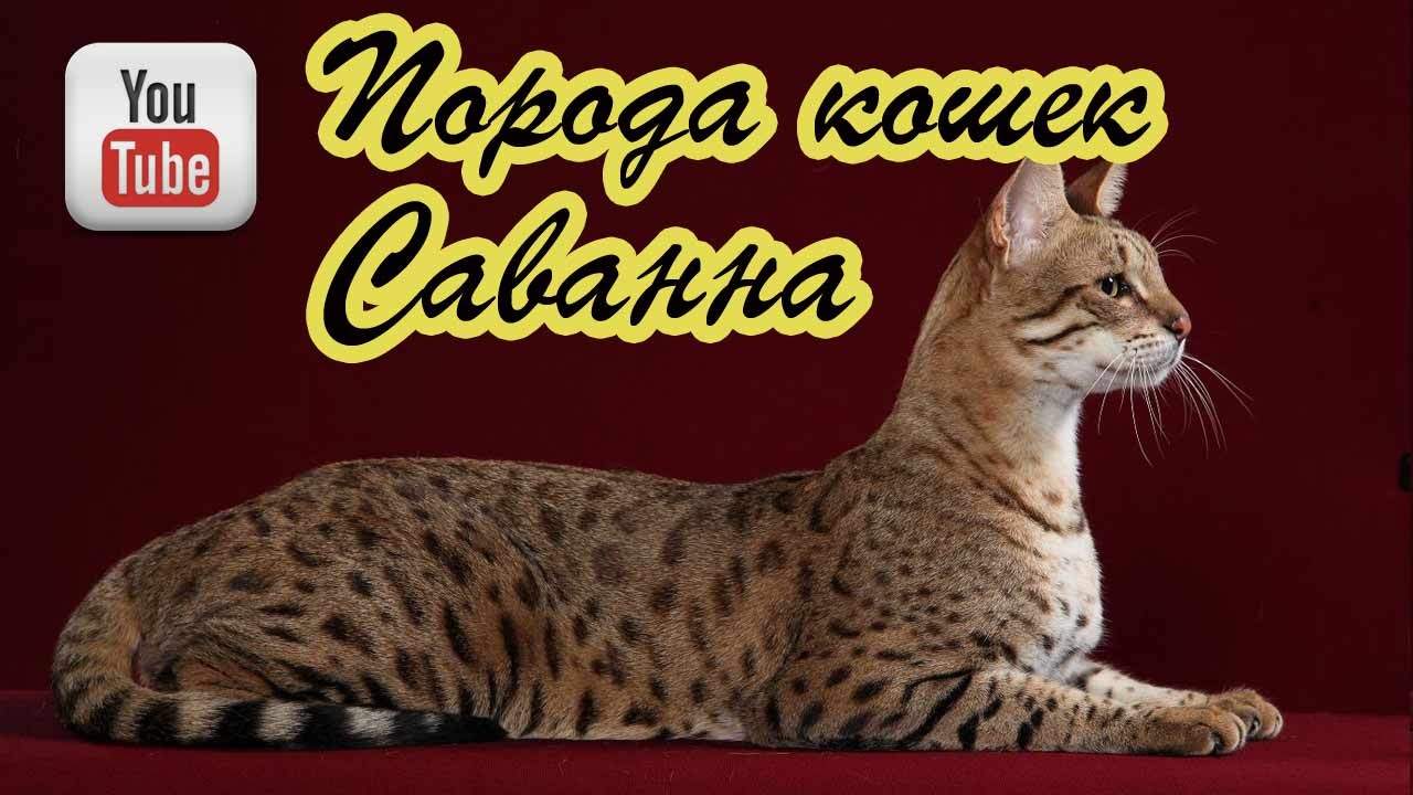 ⁣Кошки породы Саванна