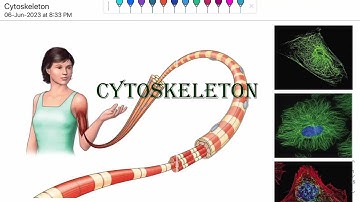 Cytoskeleton Part 2