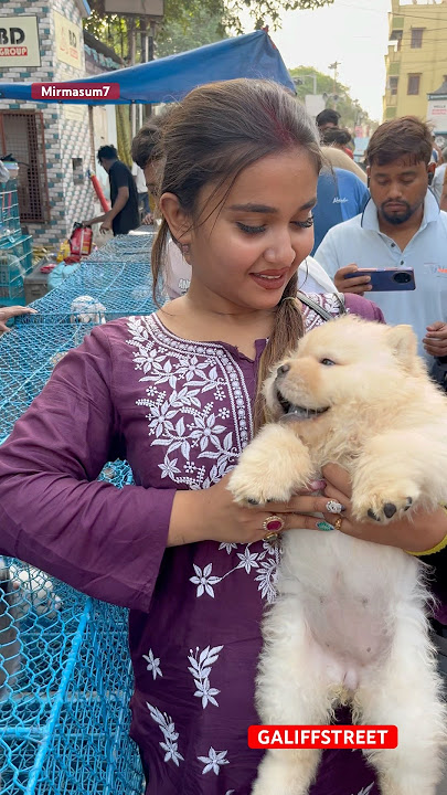 galiff street pet market | dog market Kolkata #shrots #dog #petmarket #galiffstreet