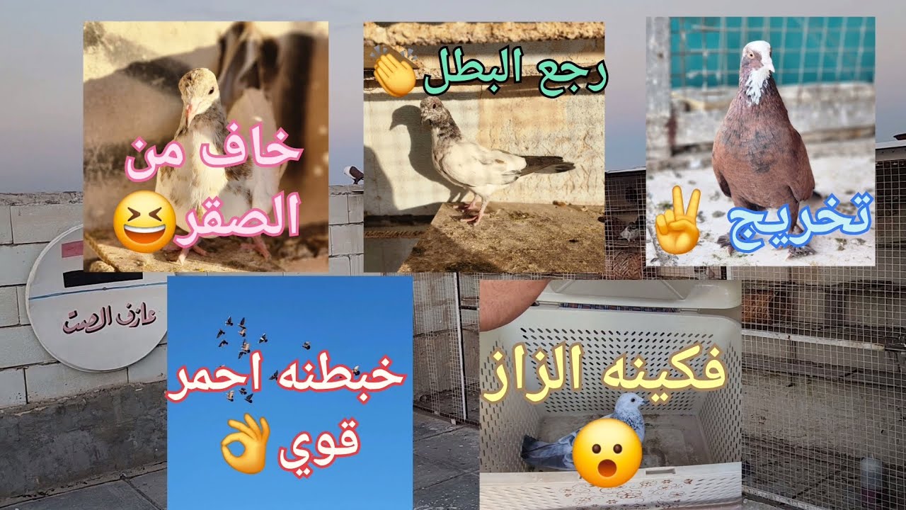 تخريج ✌️رجع التار 👏فكينه الزاز😮خبطنه احمر 👌تفاصيل تحبونها 😘فقرة السيارة كالوا سمعنه حلوه😁