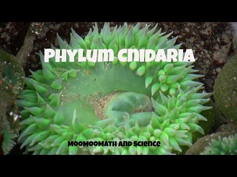 Video: Unterschied Zwischen Cnidaria Und Ctenophora