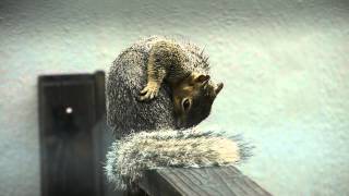 Squirrel Cleaning & Scratching Itself