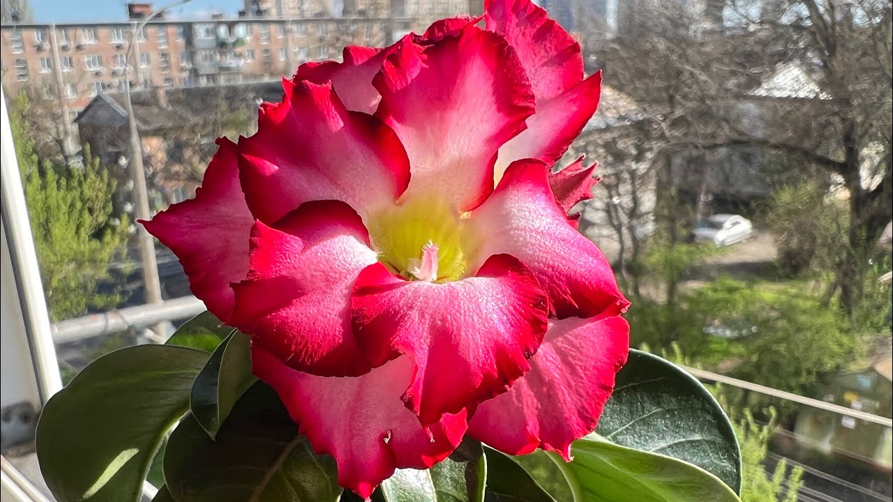 Мои мини адениумы😀