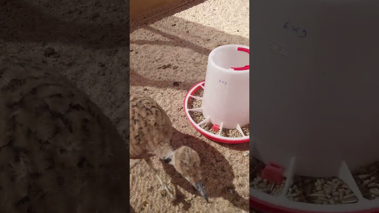 Houbara bird Juveniles