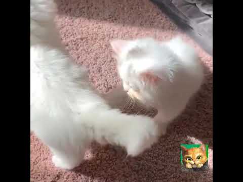 le-zap-de-spon-funny-cats-funniest-clean-vines-compilation-*1