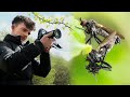 These Dance Flies Were Not Dancing - Macro Vlog 1