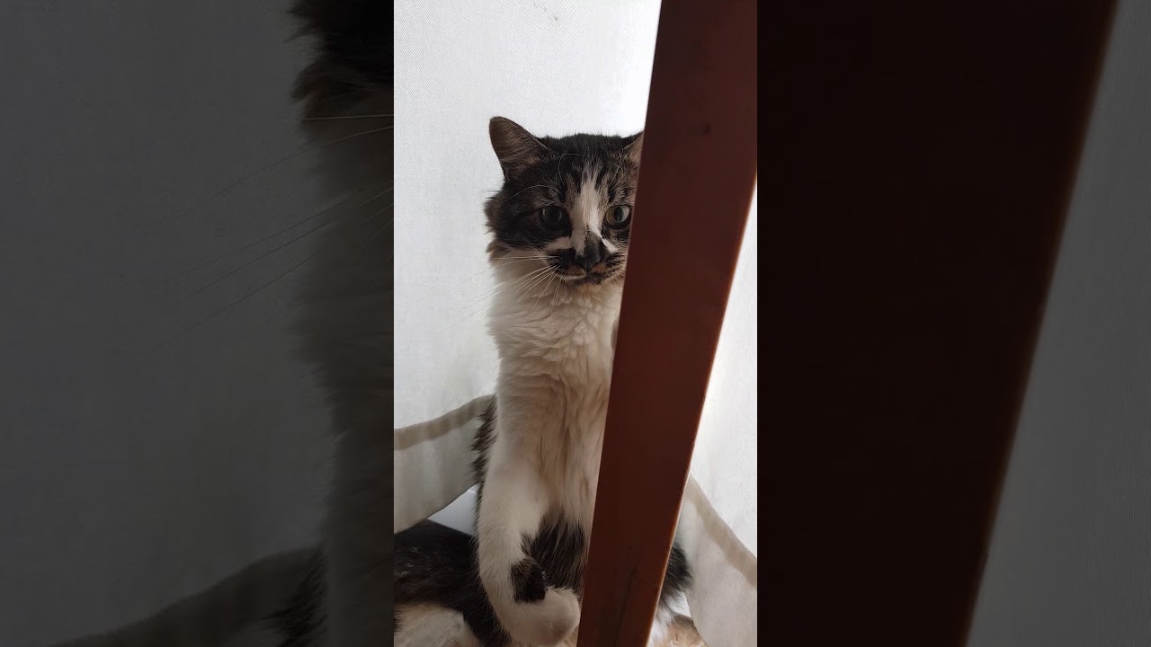 My cat Bender YouTube
