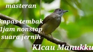 Masteran kapas tembak suara jernih 1jam nonstop