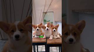 Corgi dog ❤  Surprising facts about corgis  #animals #wildlife #dog #corgi